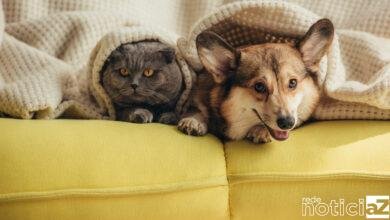 Louveira realiza Audiência Pública do Bem-Estar Animal