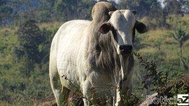 Secretaria de Agricultura de Itupeva alerta sobre importância da vacinação contra febre aftosa