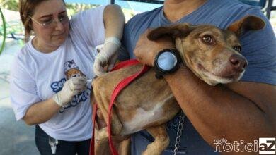 Saiba porque é importante vacinar o cão contra a raiva