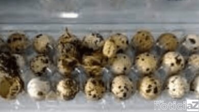 Codornas nascem em bandeja de ovos vendida no supermercado