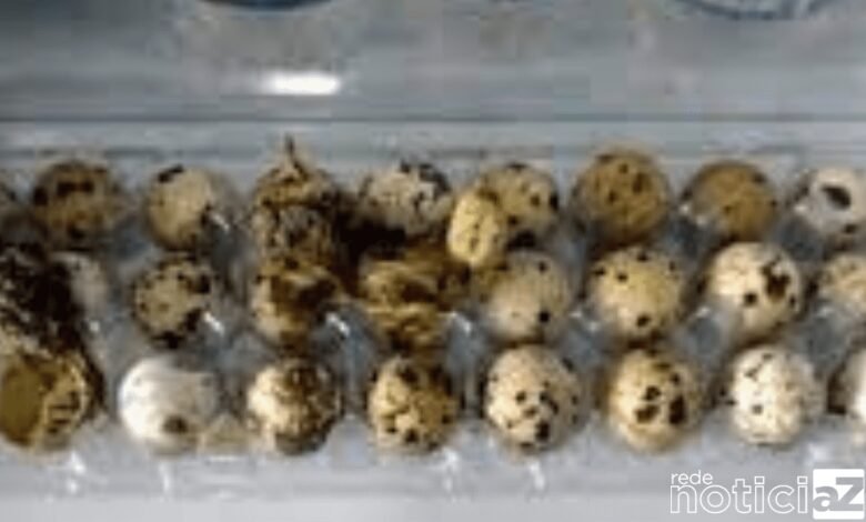 Codornas nascem em bandeja de ovos vendida no supermercado