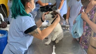 Campo Limpo promove mutirão de castração