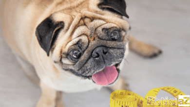 Quais são os riscos da obesidade para cães e gatos