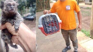 Espécie de macaco é resgato com rabo quebrado e levado para ONG de Jundiaí