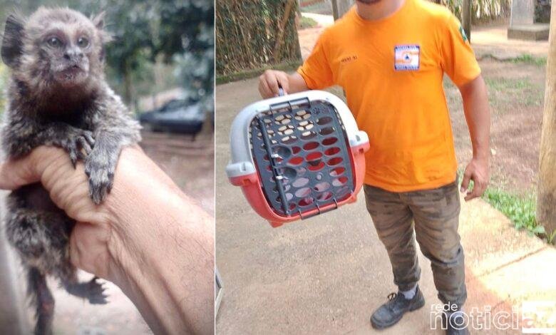 Espécie de macaco é resgato com rabo quebrado e levado para ONG de Jundiaí