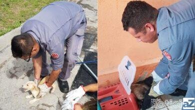 Bombeiros de Campo Limpo Paulista resgatam cão e gato em apuros