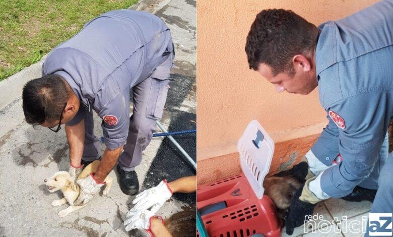 Bombeiros de Campo Limpo Paulista resgatam cão e gato em apuros