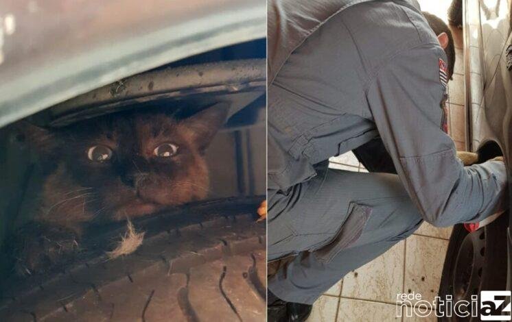 Bombeiros de Campo Limpo Paulista resgatam cão e gato em apuros