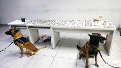 VÍDEO - Canil da Guarda de Jundiaí faz grande apreensão de drogas