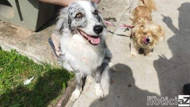 Guarda municipal salva cão engasgado com bolinha de brinquedo no litoral de SP
