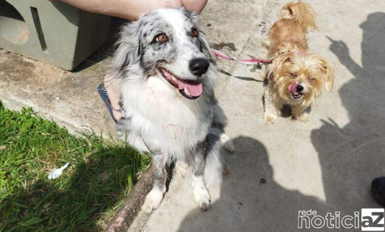 Guarda municipal salva cão engasgado com bolinha de brinquedo no litoral de SP