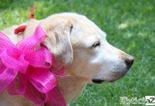 Câncer de mama em pets é uma doença comum e silenciosa