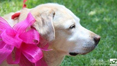 Câncer de mama em pets é uma doença comum e silenciosa