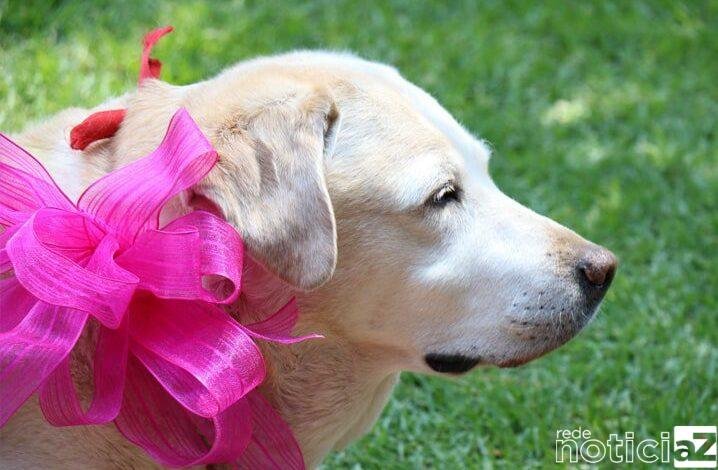 Câncer de mama em pets é uma doença comum e silenciosa