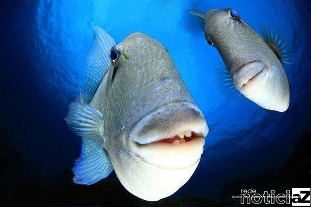 Veja finalistas do concurso de fotos mais engraçadas da vida selvagem