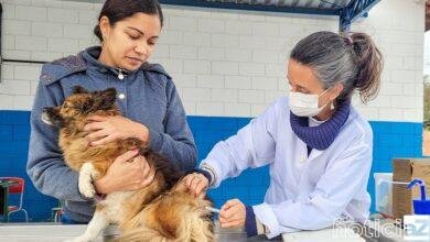 Vacinação contra a raiva animal: confira o cronograma de imunização em Itupeva
