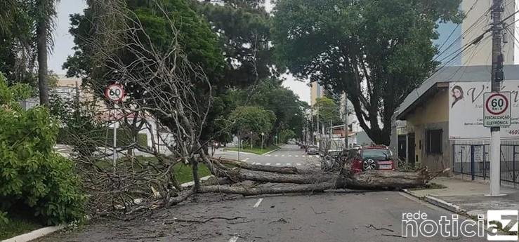Árvore de grande porte cai em avenida de Jundiaí