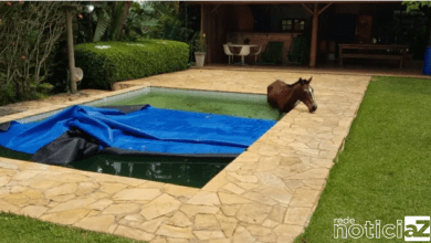 Cavalo cai em piscina domiciliar e é salvo pelos Bombeiros