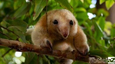 Tamanduá se torna novo morador do Zooparque de Itatiba