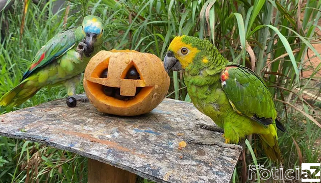 Animais da Mata Ciliar ganham festa de Halloween