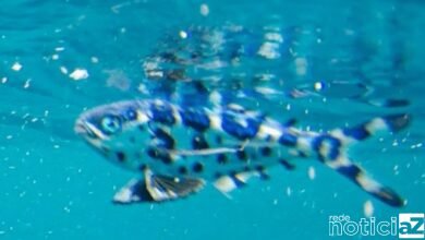 Peixe-português raro é flagrado nadando no Litoral de SP