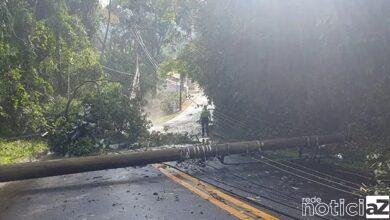 Árvores e poste caem durante a chuvarada em Jundiaí