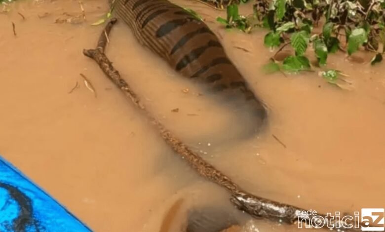 VÍDEO: Sucuri gigante assusta pescadores em rio de Campo Grande