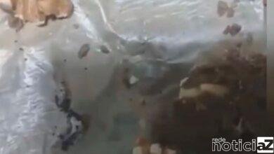 VÍDEO - Moradora de Jundiaí encontra larvas vivas em chocolate