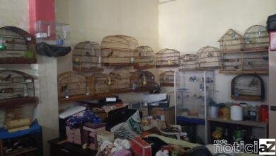 VÍDEO - Pássaros em cativeiro rendem multa de quase R$ 400 mil