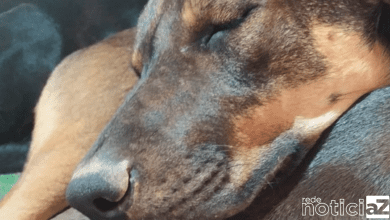 ONG de Jundiaí lança "vaquinha" para transportar 20 cães e gatos rumo ao Pará