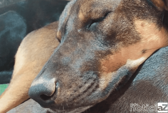 ONG de Jundiaí lança "vaquinha" para transportar 20 cães e gatos rumo ao Pará