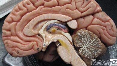 Veja dicas de como exercitar e melhorar o cérebro