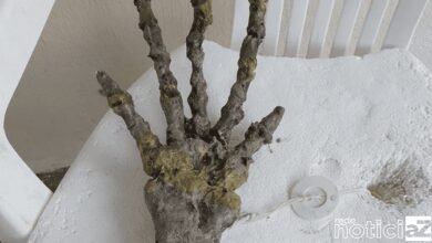 Esqueleto aparece em praia e assusta os banhistas