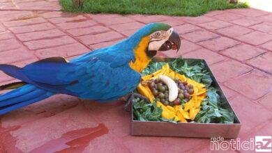 Zoológico do interior de SP oferece cardápio para animais inspirado na Copa do Mundo