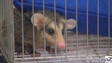 Acidentes com filhotes na Região de Jundiaí cresce 200% durante a primavera