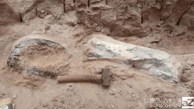 fósseis de dinossauro