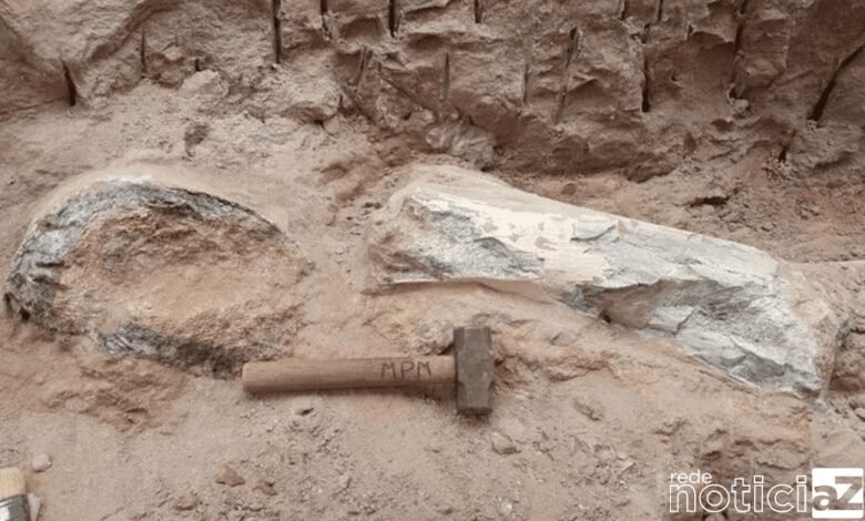 fósseis de dinossauro