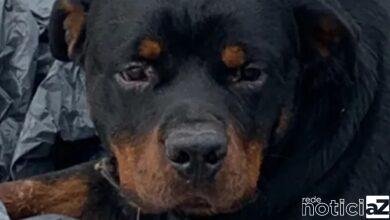 Rottweiler é atropelado em rodovia de Jundiaí e campanha por cirurgia é feita