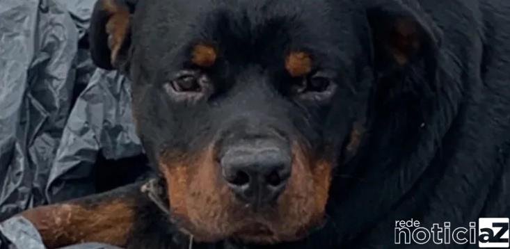 Rottweiler é atropelado em rodovia de Jundiaí e campanha por cirurgia é feita
