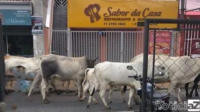 "Desfile de vacas" surpreendem moradores de Jundiaí