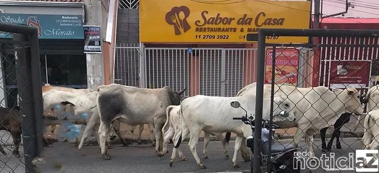 "Desfile de vacas" surpreendem moradores de Jundiaí