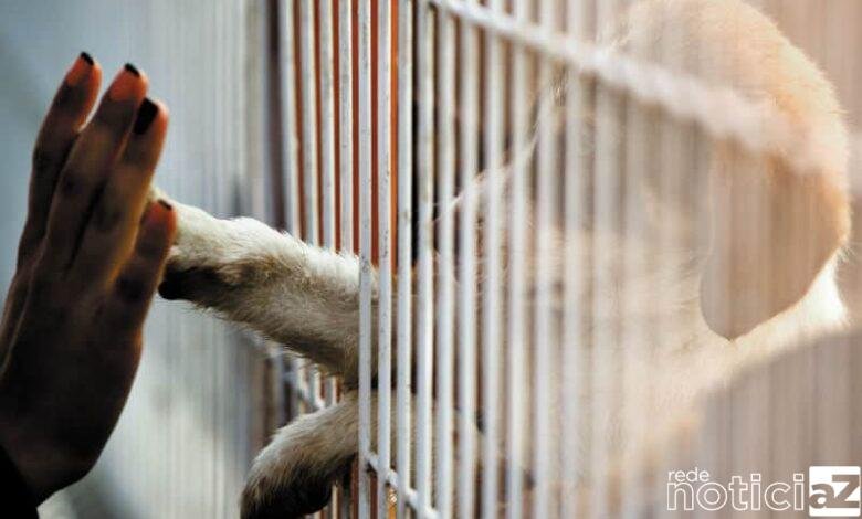 O Brasil, que já conta com aproximadamente 30 milhões de animais vivendo nas ruas. A campanha Dezembro Verde visa combater o abandono de animais,