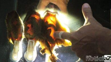 Filhotes de tubarão-bambu nascem no Aquário de Santos