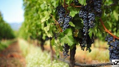 Prefeitura de Itupeva e agricultores celebram colheita da uva com a realização da Expo Uva