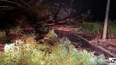Estrada de Itupeva a Indaiatuba é fechada por árvore