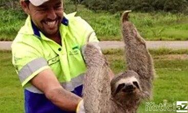 Bicho-preguiça é salvo em rodovia de Itatiba