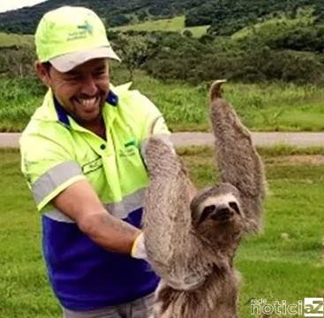 Bicho-preguiça é salvo em rodovia de Itatiba