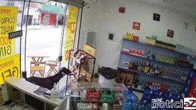 Estabelecimento do Guarujá é "furtado" por bode