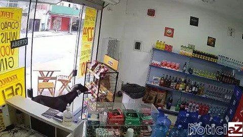 Estabelecimento do Guarujá é "furtado" por bode