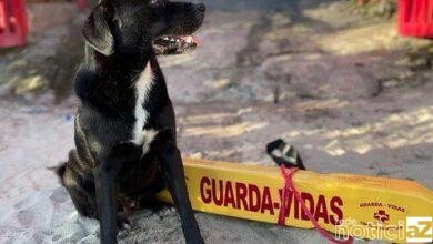 VÍDEO - Cão salva banhistas de afogamento no Litoral